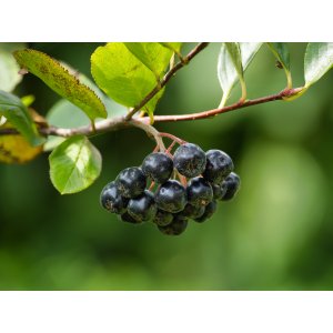 Arónia čiernoplodá (Aronia melanocarpa) ´HUGIN´ - výška 20-30 cm; kont.P9